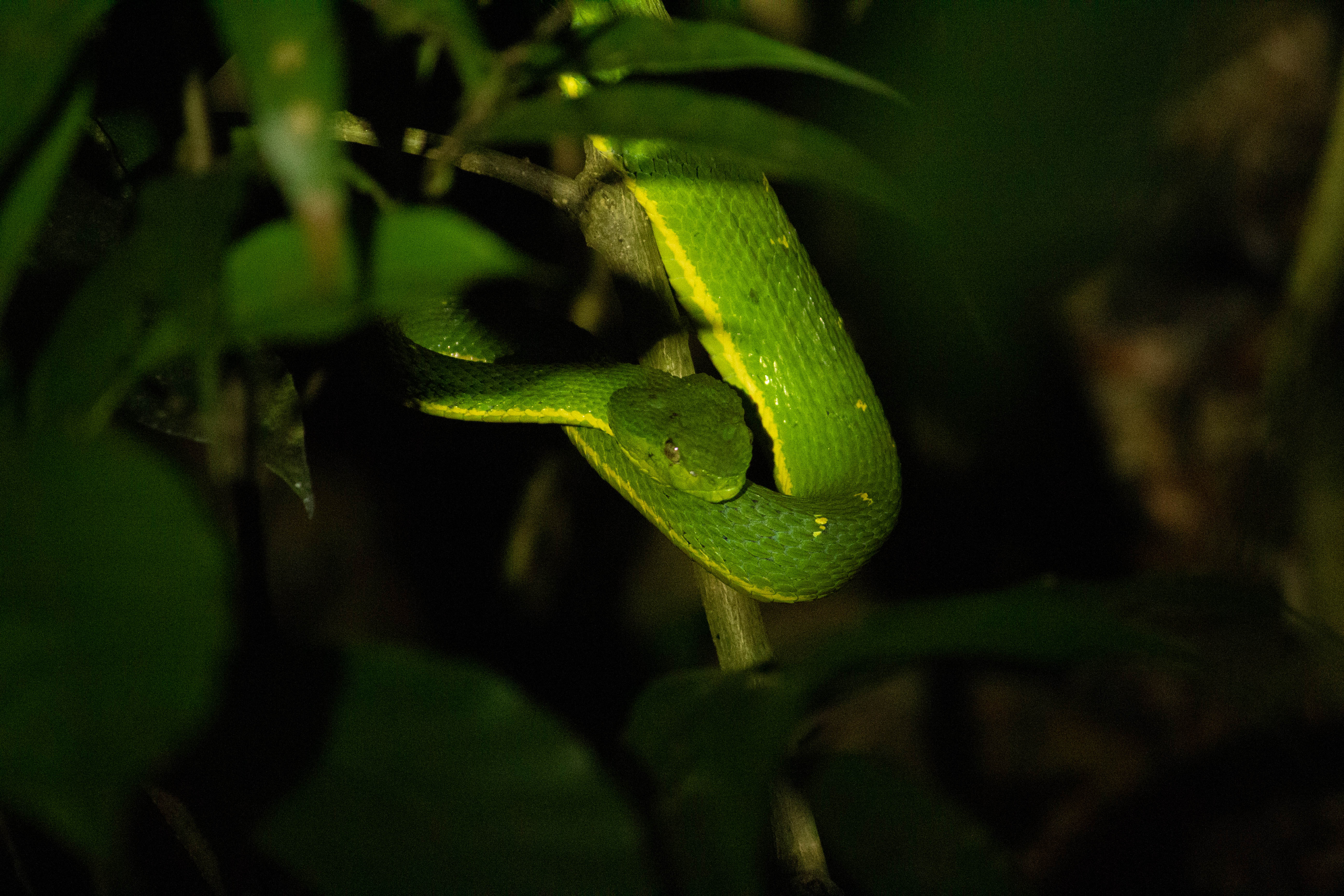 Serpent au Costa Rica faune nocturne réptiles à visiter